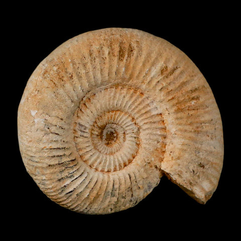 92MM Perisphinctes Ammonite Fossil Nautilus Madagascar Jurassic Age COA - Fossil Age Minerals
