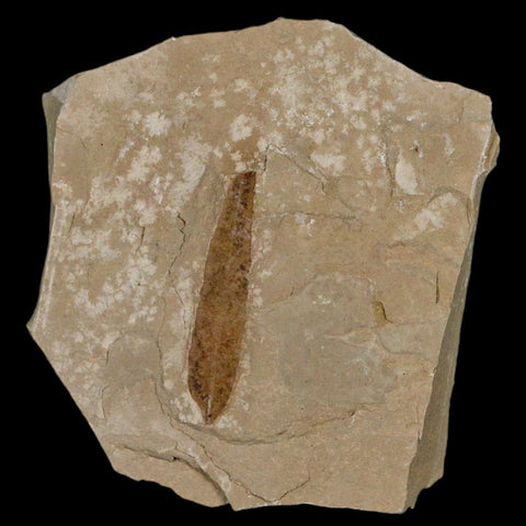 1.2" Detailed Cedrelospermum Nervosum Fossil Plant Leaf Eocene Age Green River UT - Fossil Age Minerals