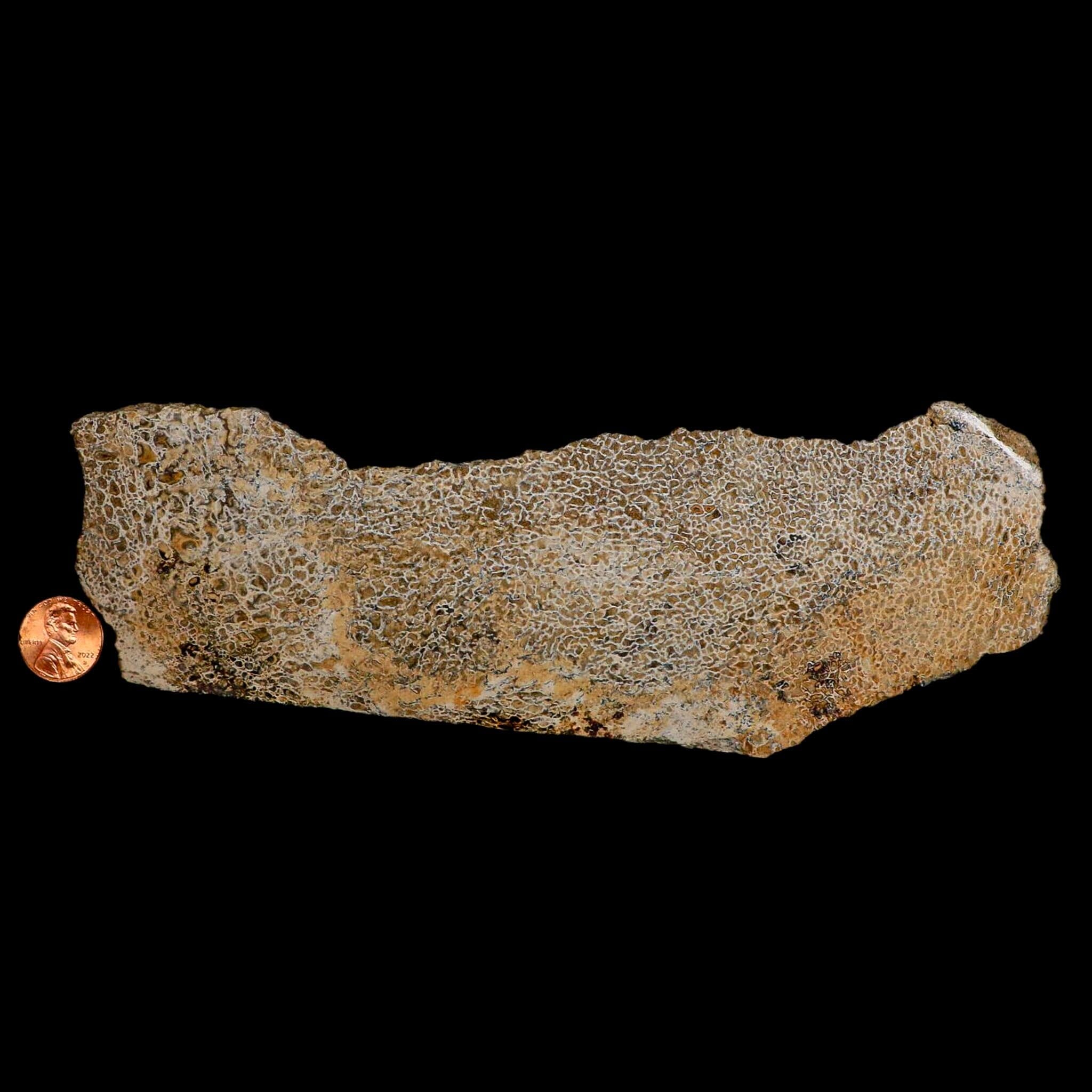 8.1" Fossil Dinosaur Gem Bone Cut Polished Slab Agatized Dinosaur Bone Morocco