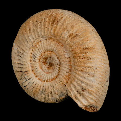 92MM Perisphinctes Ammonite Fossil Nautilus Madagascar Jurassic Age COA - Fossil Age Minerals