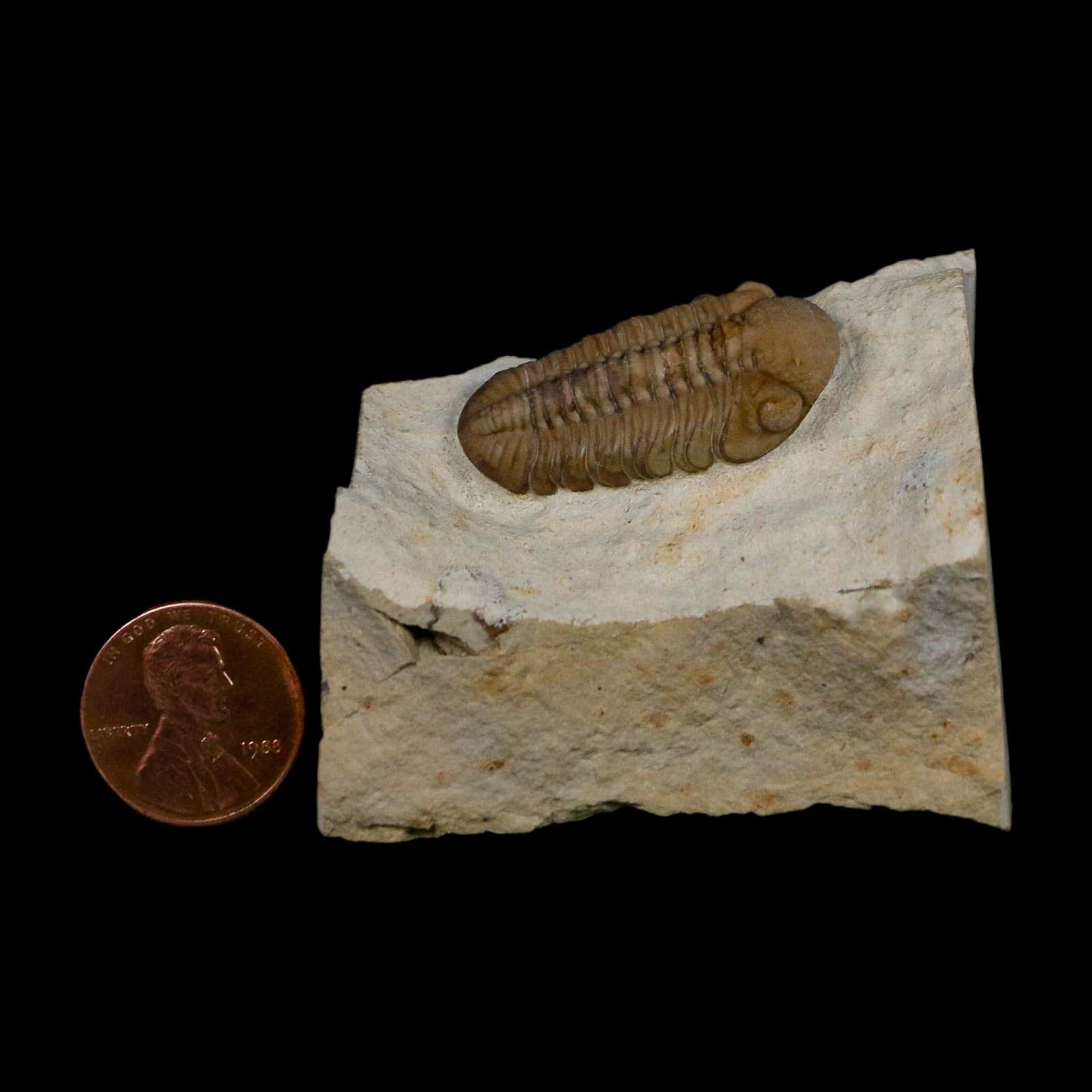 1.2" Kainops Raymodi Trilobite Fossil In Matrix Compound eyes Black Cat Mountain OK - Fossil Age Minerals