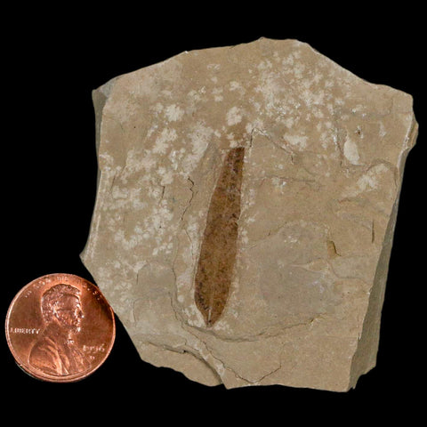 1.2" Detailed Cedrelospermum Nervosum Fossil Plant Leaf Eocene Age Green River UT - Fossil Age Minerals