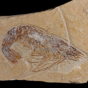 2.7" Fossil Shrimp Carpopenaeus Cretaceous Age 100 Mil Yrs Old Lebanon COA