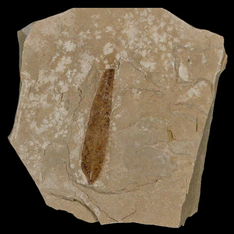 1.2" Detailed Cedrelospermum Nervosum Fossil Plant Leaf Eocene Age Green River UT - Fossil Age Minerals