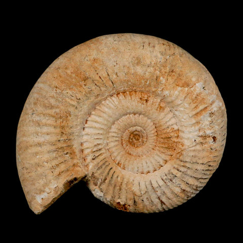 92MM Perisphinctes Ammonite Fossil Nautilus Madagascar Jurassic Age COA - Fossil Age Minerals