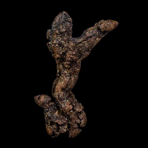 2.4" Prehistoric Coprolite Fossil Specimen Poop Dung Miocene Madagascar