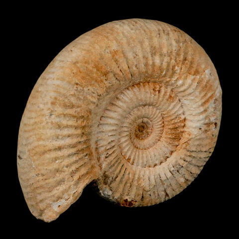 92MM Perisphinctes Ammonite Fossil Nautilus Madagascar Jurassic Age COA - Fossil Age Minerals