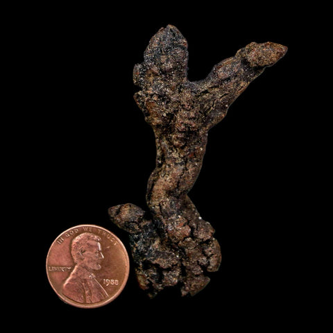2.4" Prehistoric Coprolite Fossil Specimen Poop Dung Miocene Madagascar