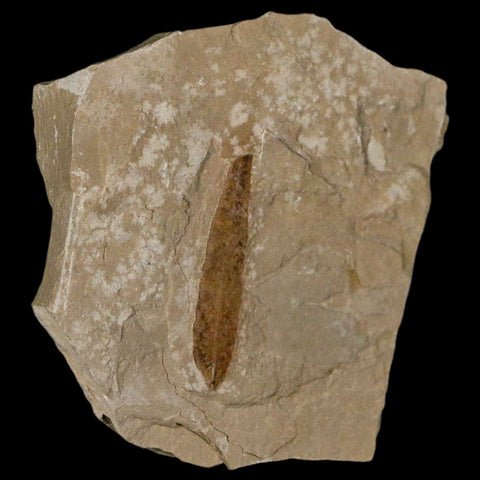 1.2" Detailed Cedrelospermum Nervosum Fossil Plant Leaf Eocene Age Green River UT - Fossil Age Minerals