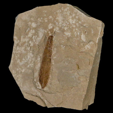1.2" Detailed Cedrelospermum Nervosum Fossil Plant Leaf Eocene Age Green River UT - Fossil Age Minerals