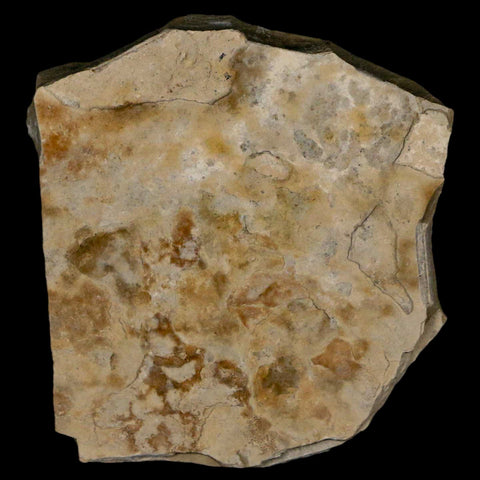 1.2" Detailed Cedrelospermum Nervosum Fossil Plant Leaf Eocene Age Green River UT - Fossil Age Minerals