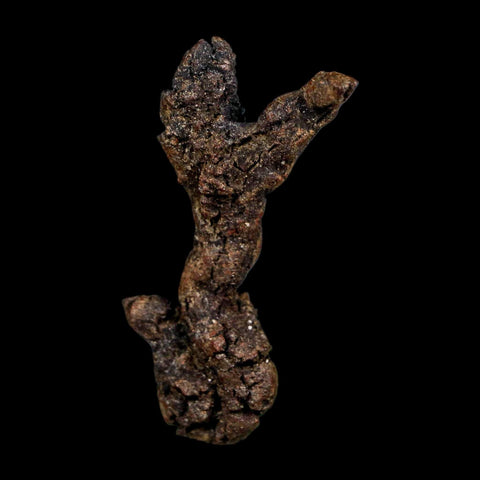 2.4" Prehistoric Coprolite Fossil Specimen Poop Dung Miocene Madagascar