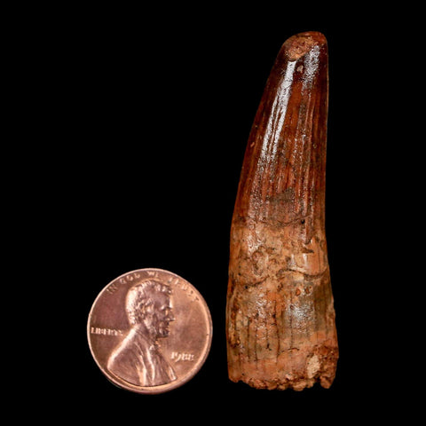 2.1" Spinosaurus Fossil Tooth 100 Million Years Old Cretaceous Dinosaur COA Stand