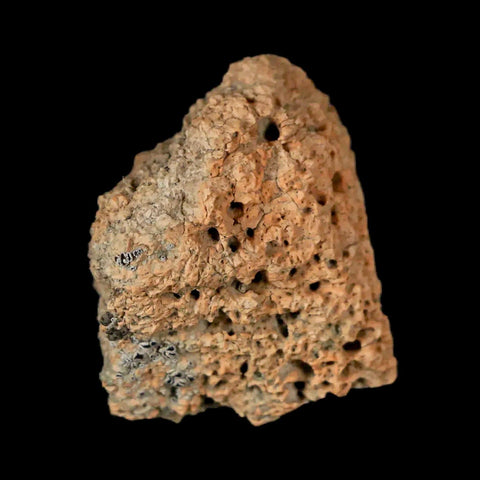 1.2" Ankylosaurus Fossil Scute Armor Judith River FM Cretaceous Dinosaur MT COA - Fossil Age Minerals
