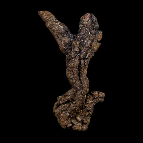 2.4" Prehistoric Coprolite Fossil Specimen Poop Dung Miocene Madagascar