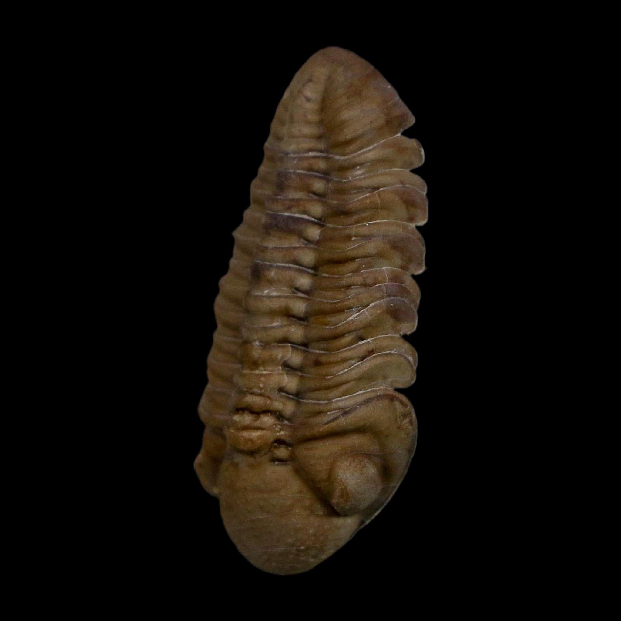 1.2" Kainops Raymodi Trilobite Fossil In Matrix Compound eyes Black Cat Mountain OK - Fossil Age Minerals