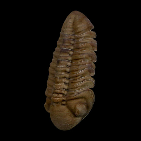 1.2" Kainops Raymodi Trilobite Fossil In Matrix Compound eyes Black Cat Mountain OK - Fossil Age Minerals