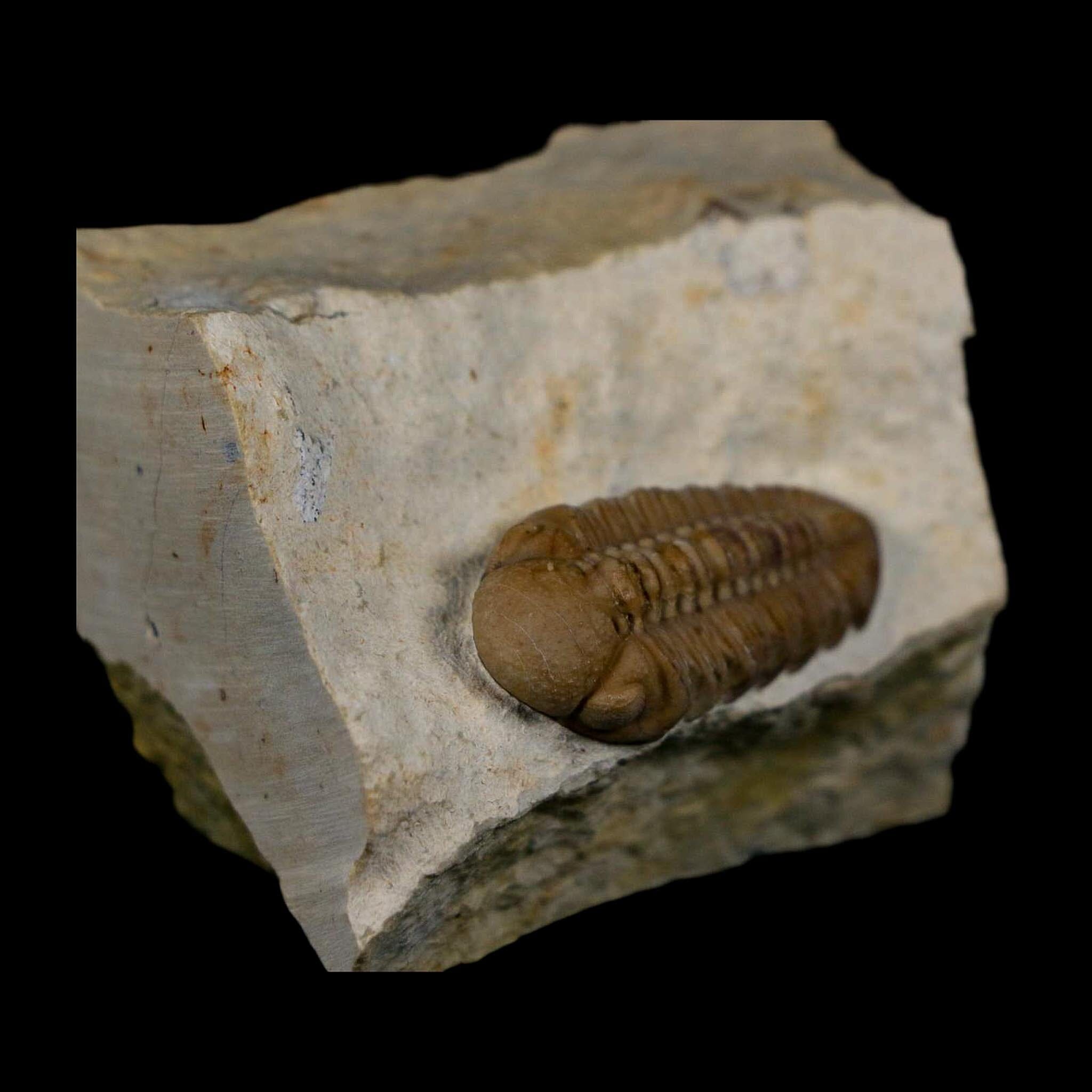 1.2" Kainops Raymodi Trilobite Fossil In Matrix Compound eyes Black Cat Mountain OK - Fossil Age Minerals