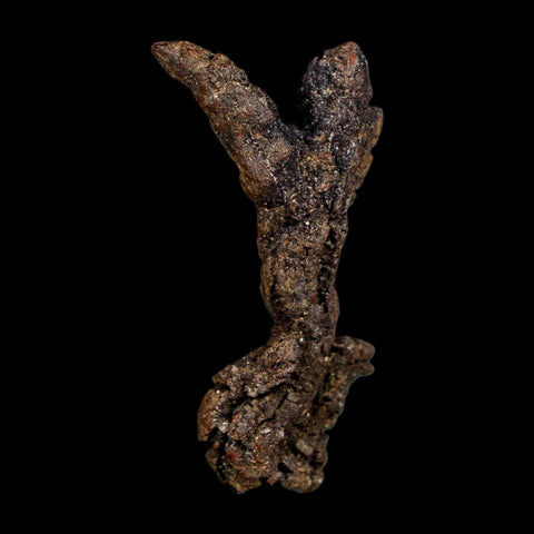 2.4" Prehistoric Coprolite Fossil Specimen Poop Dung Miocene Madagascar