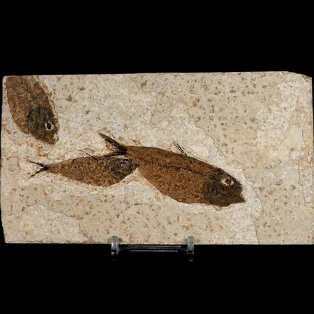 1 Diplomystus 2 Knightia Fossil Fish Green River FM WY Eocene Age COA, Stand