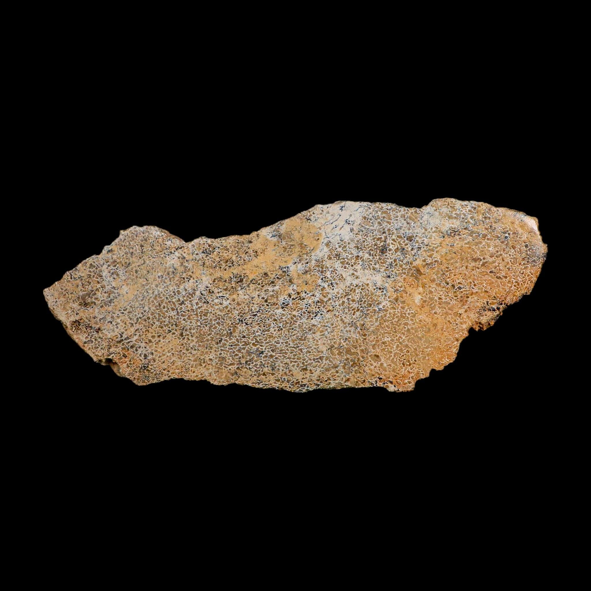 8.5" Fossil Dinosaur Gem Bone Cut Polished Slab Agatized Dinosaur Bone Morocco