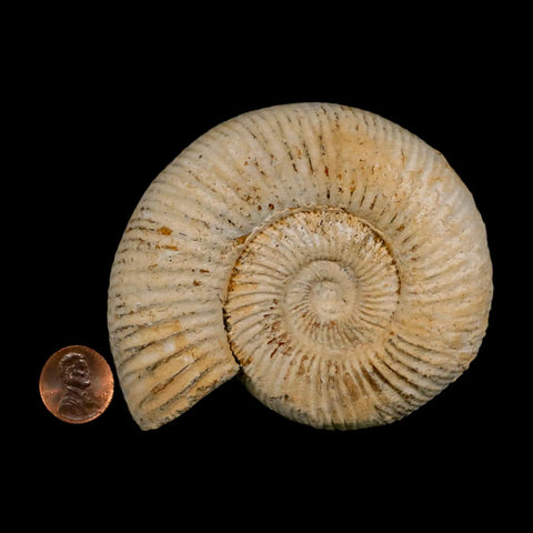 91MM Perisphinctes Ammonite Fossil Nautilus Madagascar Jurassic Age COA - Fossil Age Minerals