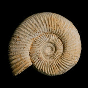 91MM Perisphinctes Ammonite Fossil Nautilus Madagascar Jurassic Age COA