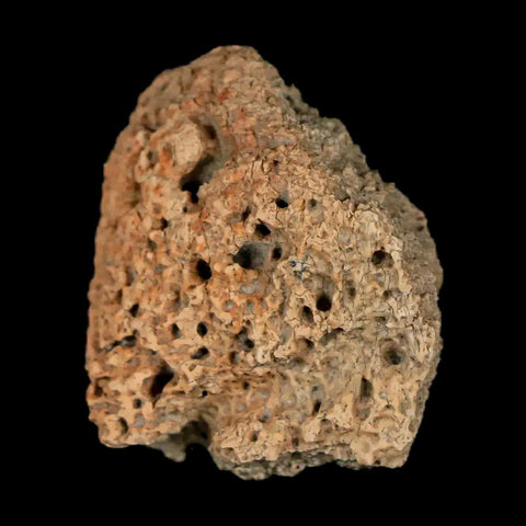 1.2" Ankylosaurus Fossil Scute Armor Judith River FM Cretaceous Dinosaur MT COA - Fossil Age Minerals