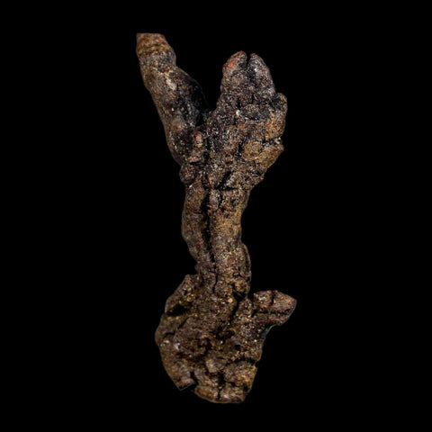 2.4" Prehistoric Coprolite Fossil Specimen Poop Dung Miocene Madagascar