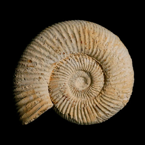 91MM Perisphinctes Ammonite Fossil Nautilus Madagascar Jurassic Age COA - Fossil Age Minerals