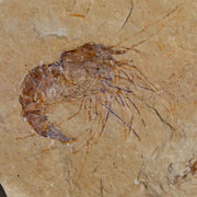 1.5" Fossil Shrimp Carpopenaeus Cretaceous Age 100 Mil Yrs Old Lebanon COA