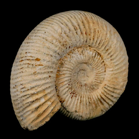91MM Perisphinctes Ammonite Fossil Nautilus Madagascar Jurassic Age COA - Fossil Age Minerals