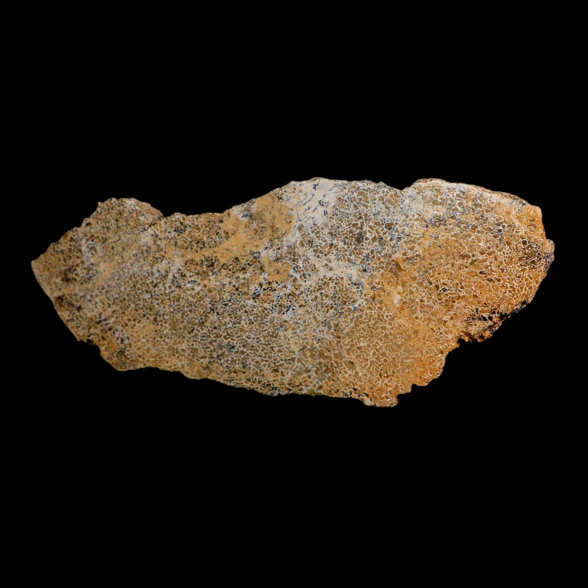 8.5" Fossil Dinosaur Gem Bone Cut Polished Slab Agatized Dinosaur Bone Morocco
