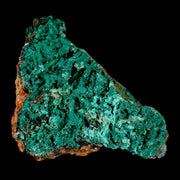 4" Dark Green Malachite Crystals On Barite Blades Mineral Specimen Tiznit Morocco