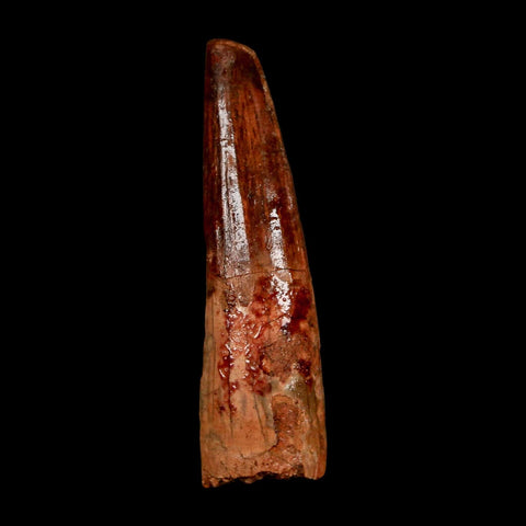 2.1" Spinosaurus Fossil Tooth 100 Million Years Old Cretaceous Dinosaur COA Stand