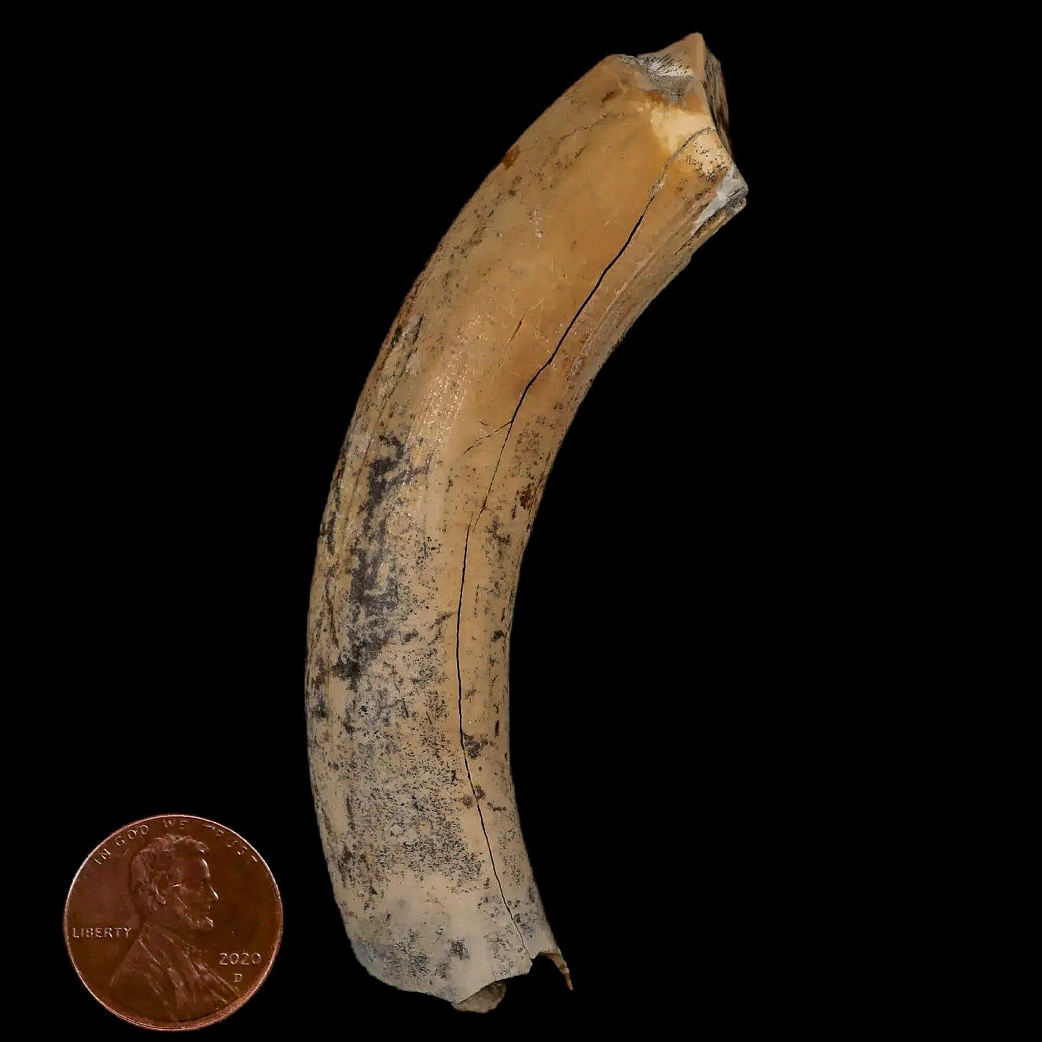 3.4" Giant Ground Sloth Lestodon Armatus Fossil Tooth Pleistocene Epoch South America - Fossil Age Minerals