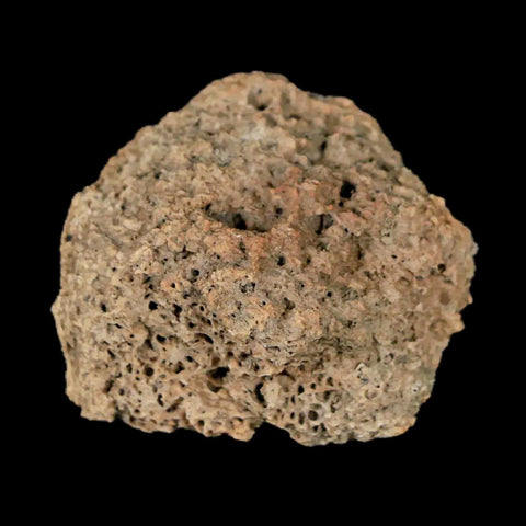 1.2" Ankylosaurus Fossil Scute Armor Judith River FM Cretaceous Dinosaur MT COA - Fossil Age Minerals