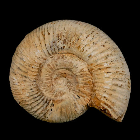 91MM Perisphinctes Ammonite Fossil Nautilus Madagascar Jurassic Age COA