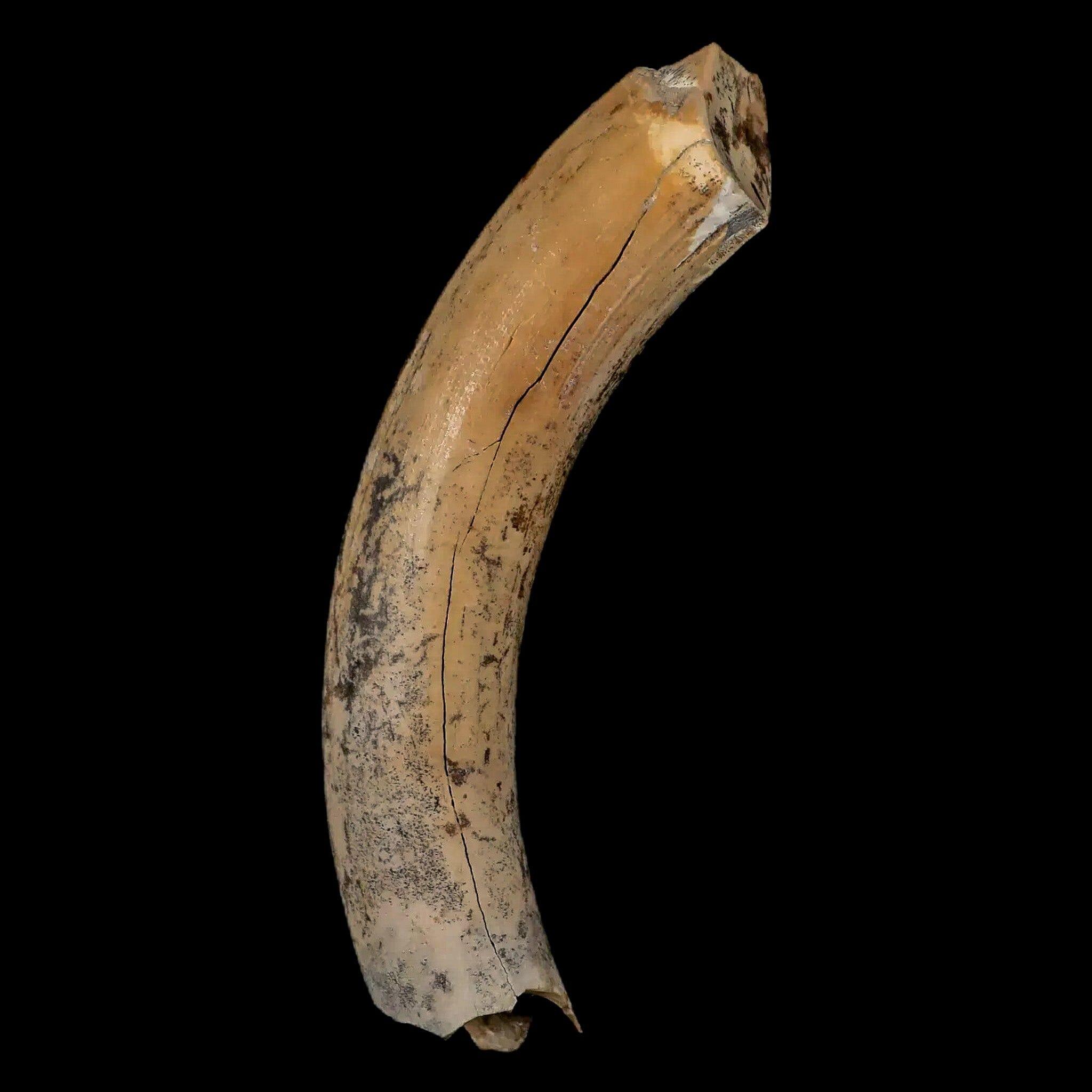 3.4" Giant Ground Sloth Lestodon Armatus Fossil Tooth Pleistocene Epoch South America - Fossil Age Minerals