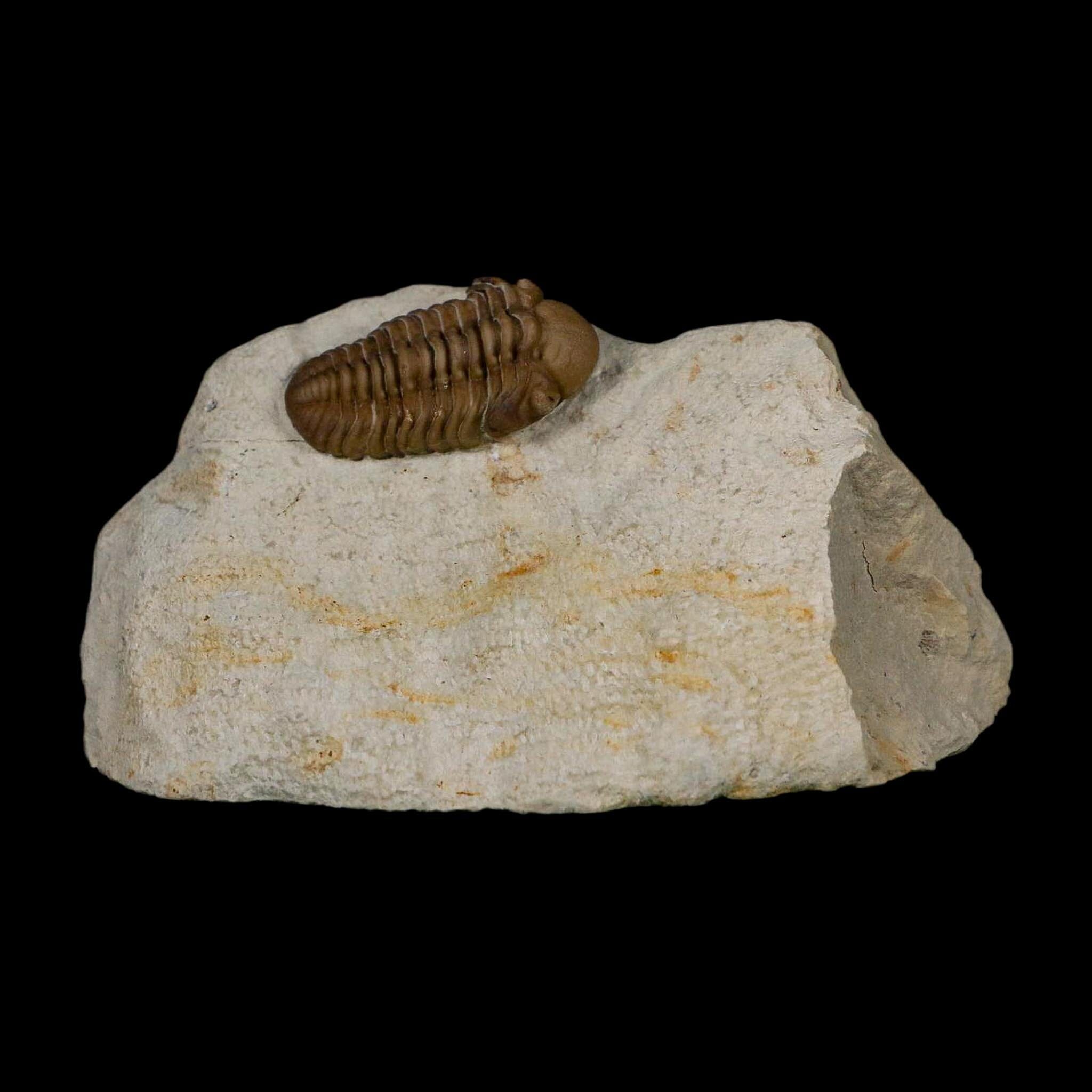 1.1" Kainops Raymodi Trilobite Fossil In Matrix Compound eyes Black Cat Mountain OK - Fossil Age Minerals