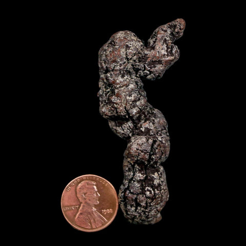 2.7" Prehistoric Coprolite Fossil Specimen Poop Dung Miocene Madagascar