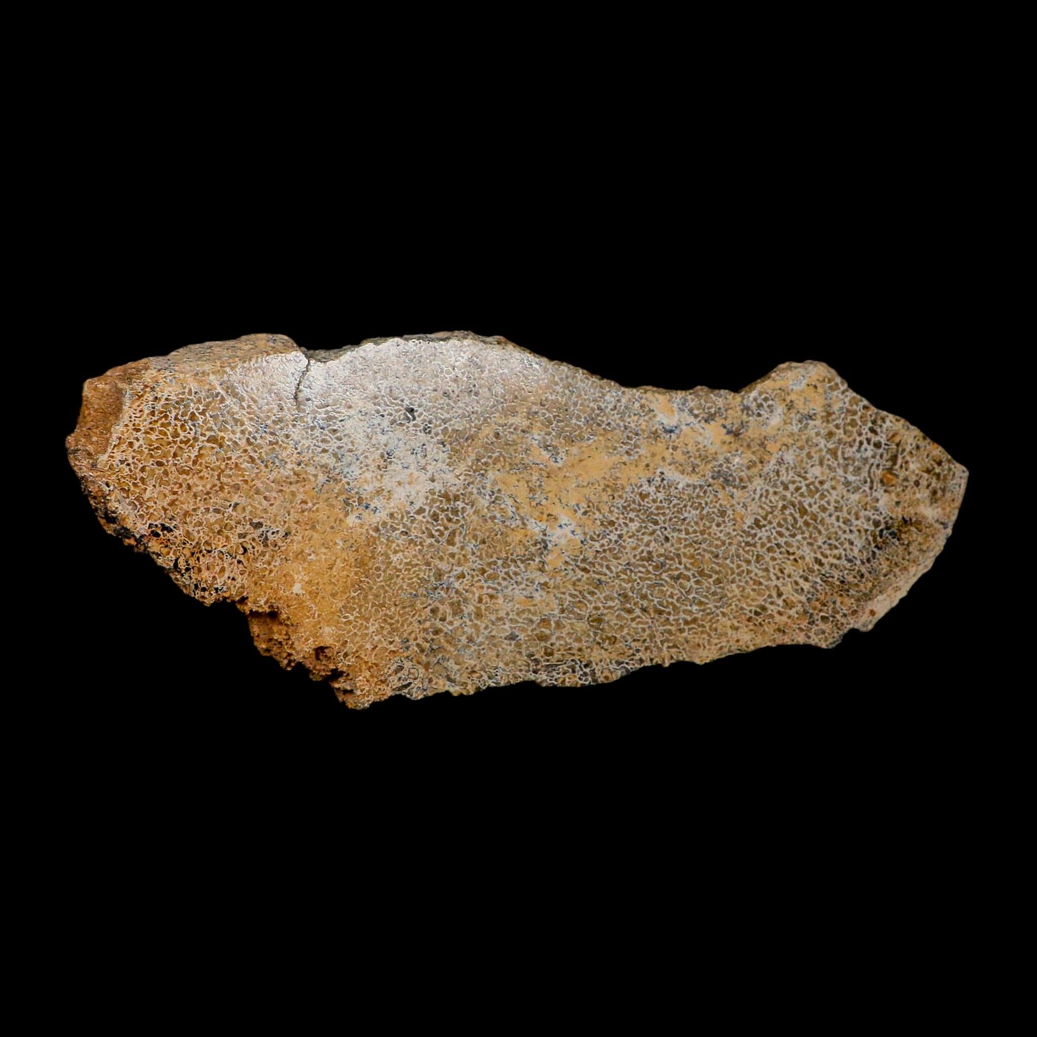 8.5" Fossil Dinosaur Gem Bone Cut Polished Slab Agatized Dinosaur Bone Morocco