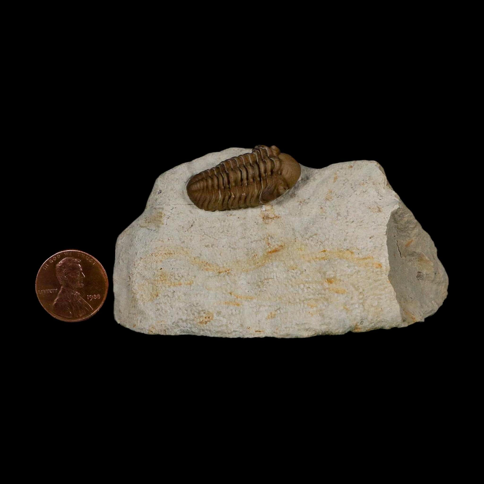 1.1" Kainops Raymodi Trilobite Fossil In Matrix Compound eyes Black Cat Mountain OK - Fossil Age Minerals