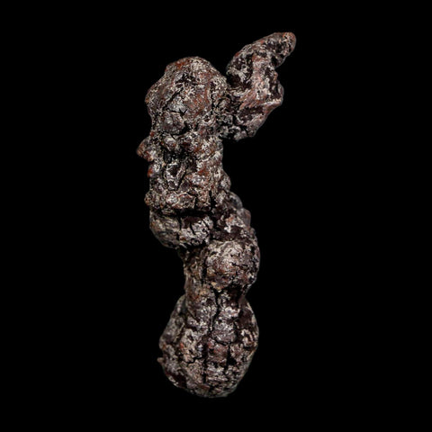 2.7" Prehistoric Coprolite Fossil Specimen Poop Dung Miocene Madagascar