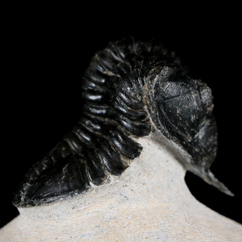 2.7" Morocconites Malladoides Trilobite FossilDevonian Age Ofaten Morocco COA - Fossil Age Minerals