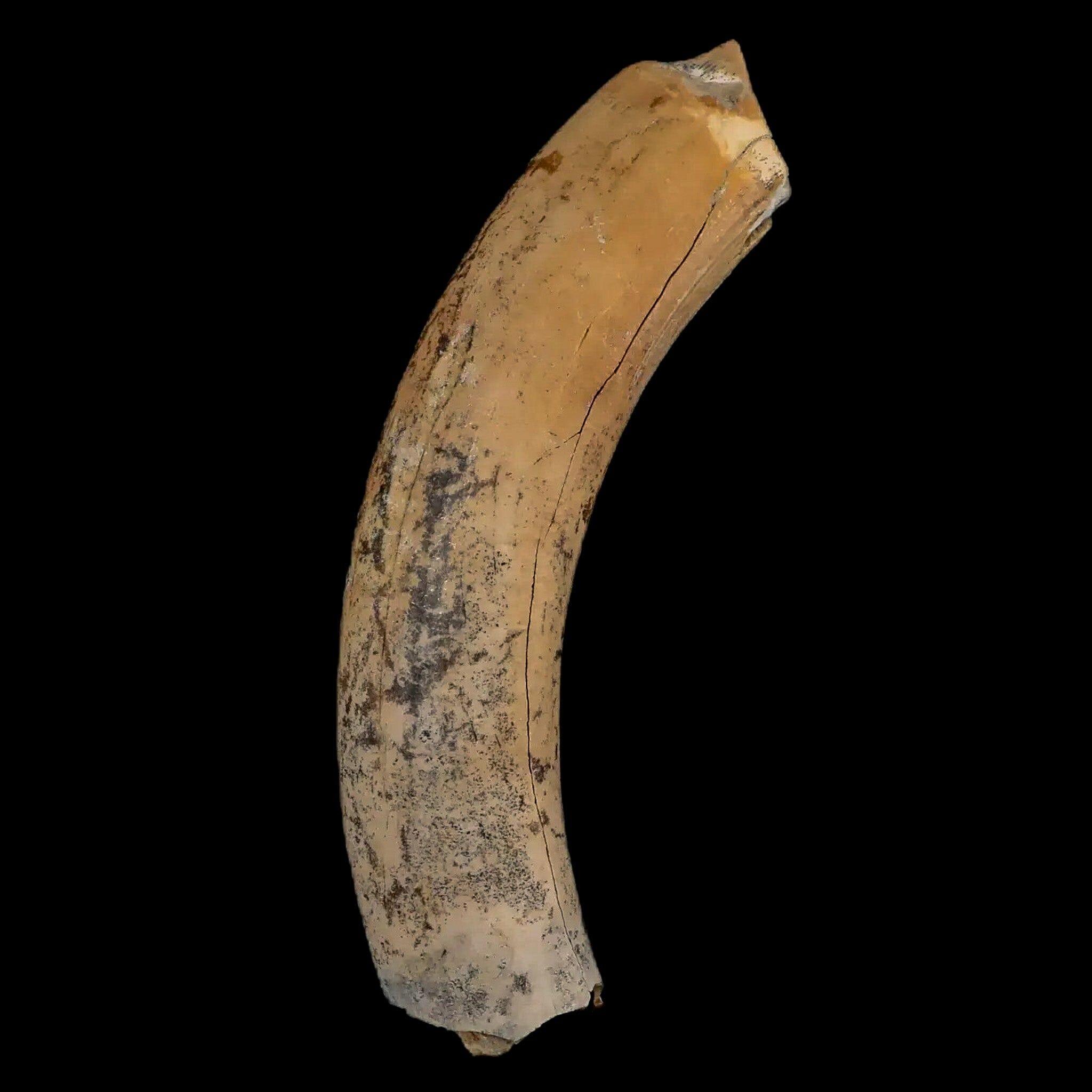3.4" Giant Ground Sloth Lestodon Armatus Fossil Tooth Pleistocene Epoch South America - Fossil Age Minerals