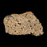 1.2" Ankylosaurus Fossil Scute Armor Judith River FM Cretaceous Dinosaur MT COA