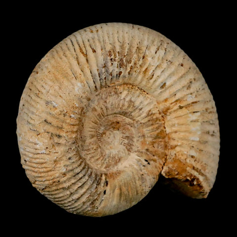 91MM Perisphinctes Ammonite Fossil Nautilus Madagascar Jurassic Age COA - Fossil Age Minerals