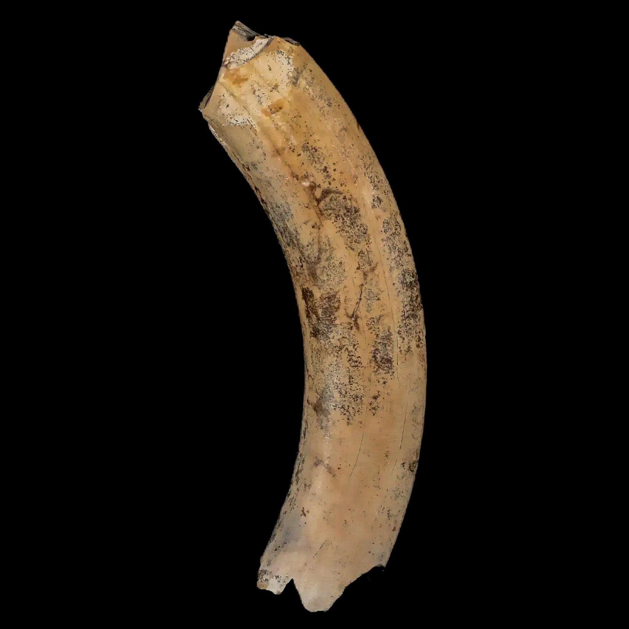 3.4" Giant Ground Sloth Lestodon Armatus Fossil Tooth Pleistocene Epoch South America - Fossil Age Minerals
