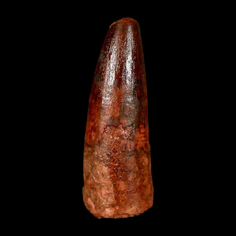 1.9" Spinosaurus Fossil Tooth 100 Million Years Old Cretaceous Dinosaur COA Stand